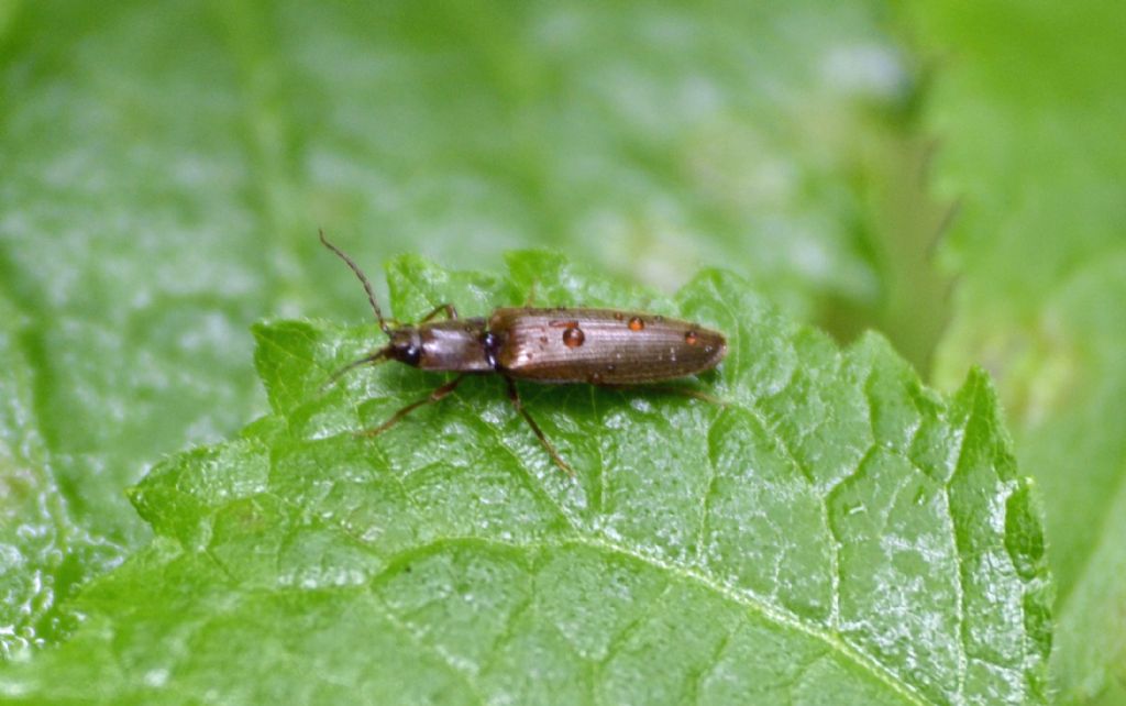 Athous sp., Elateridae